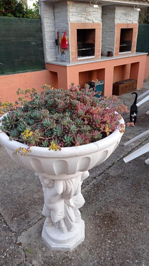 Casa Vacanze Mimose Palinuro Dış mekan fotoğraf