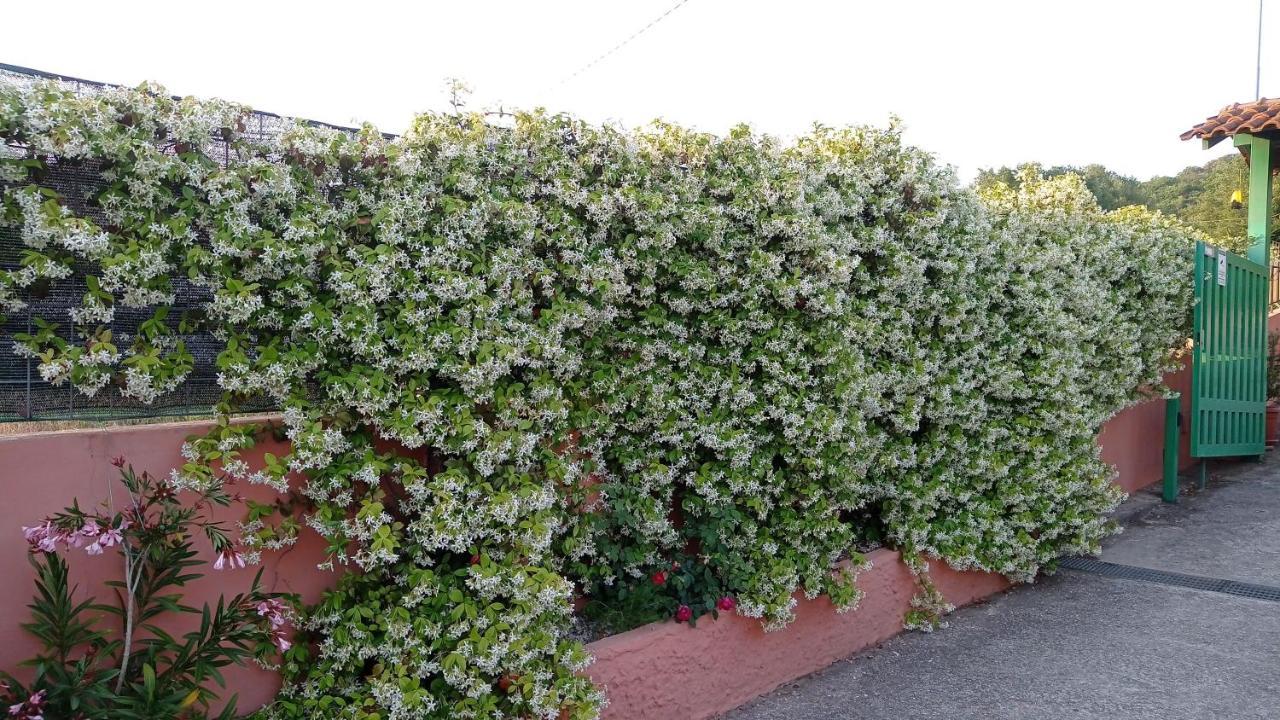 Casa Vacanze Mimose Palinuro Dış mekan fotoğraf
