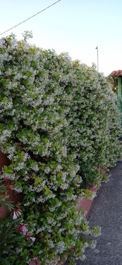 Casa Vacanze Mimose Palinuro Dış mekan fotoğraf